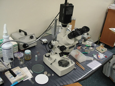 Microscope Station