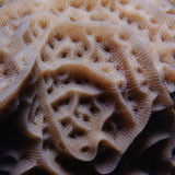 Description: lettuce coral