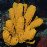 Description: Tube Sponge