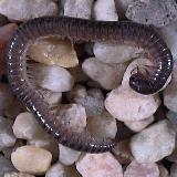 Description: millipede