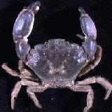 Description: mud crab