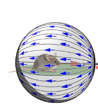 Translatory optic-flow geometry used in the 2017 Nature study
