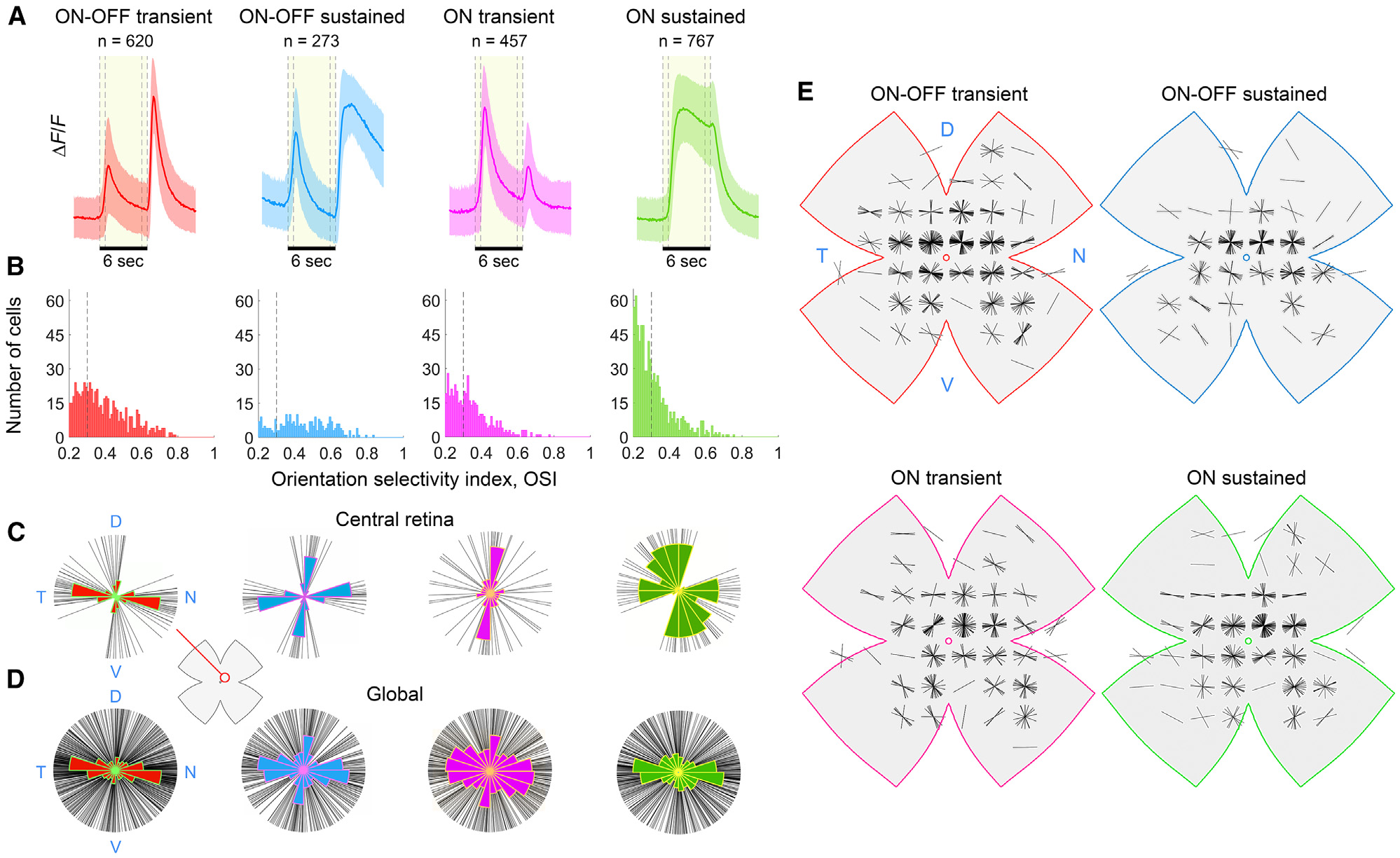Orientation-selective ganglion cell response classes and topographic orientation preferences from the 2025 Cell Reports study
